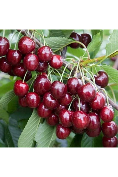 TAŞKAR PEYZAJ Regina Kiraz Fidanı Aşılı ( Tüplü \ 80-100 Cm ) ürün görseli