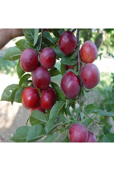 TAŞKAR PEYZAJ Havran Yazlık Erik Fidanı Aşılı ( 2 Yaş \ Açık Köklü \ 80-100 Cm ) ürün görseli