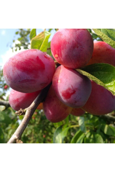 TAŞKAR PEYZAJ Santa Rosa Erik Fidanı Aşılı ( 2 Yaş \ Tüplü \ 80-100 Cm ) ürün görseli