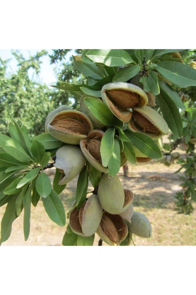 TAŞKAR PEYZAJ Ferraduel Badem Fidanı Aşılı ( Açık Köklü \ 80-100 Cm ) - 1