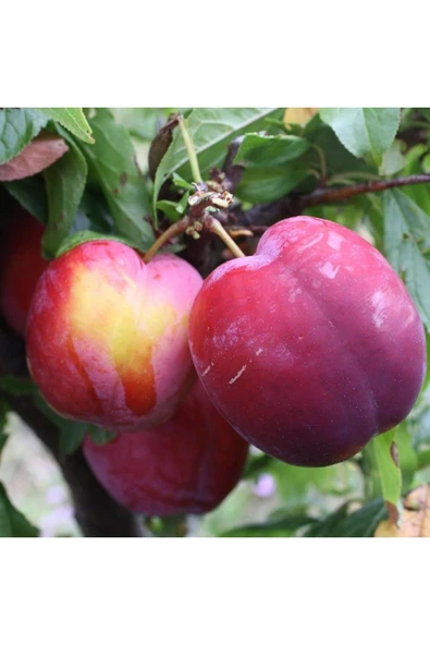 TAŞKAR PEYZAJ Fortune Erik Fidanı Aşılı ( 2 Yaş \ Açık Köklü \ 80-100 Cm ) ürün görseli