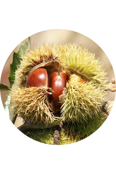 TAŞKAR PEYZAJ Hacı Ömer Kestane Fidanı Aşılı ( Açık Köklü \ 70-100 Cm ) ürün görseli