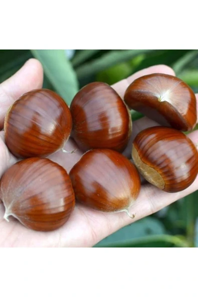 TAŞKAR PEYZAJ Osmanoğlu Erkenci Kestane Fidanı Aşılı ( Ttüplü \ 70-100 Cm ) ürün görseli