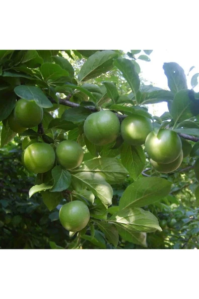 TAŞKAR PEYZAJ Papaz Erik Fidanı Aşılı ( 2 Yaş \ Açık Köklü \ 80-100 Cm ) ürün görseli