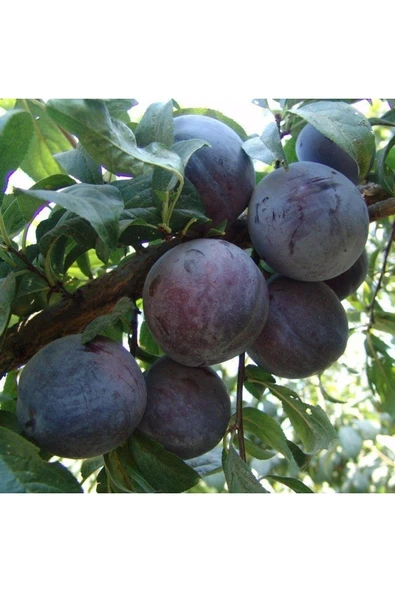 TAŞKAR PEYZAJ Black Star Erik Fidanı Aşılı ( 2 Yaş \ Açık Köklü \ 80-100 Cm ) ürün görseli