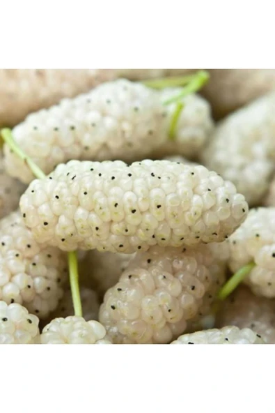 TAŞKAR PEYZAJ Beyaz Dut Fidanı ( Aşılı - 2 Yaş ) - Açık Kök - 100-120 Cm ürün görseli