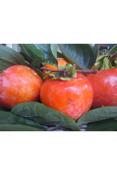 TAŞKAR PEYZAJ Cennet Hurması - Trabzon Hurması Fidanı ( Aşılı \ 2 Yaş \ Açık Köklü - 70-100 Cm ) ürün görseli