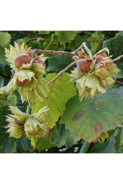 TAŞKAR PEYZAJ Foşa Fındık Fidanı ( Tüplü \ 30-50 Cm ) ürün görseli