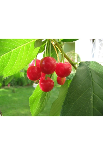 TAŞKAR PEYZAJ Afyon Vişne Fidanı Aşılı ( 2 Yaş \ Açık Köklü \ 80-100 Cm ) ürün görseli 1