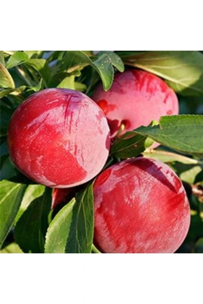 TAŞKAR PEYZAJ Formosa Erik Fidanı Aşılı ( 2 Yaş \ Tüplü \ 80-100 Cm ) ürün görseli