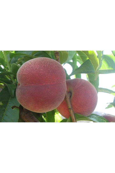 TAŞKAR PEYZAJ Early Red Şeftali Fidanı Aşılı ( 2 Yaş \açık Kök \ 80-100 Cm ) ürün görseli