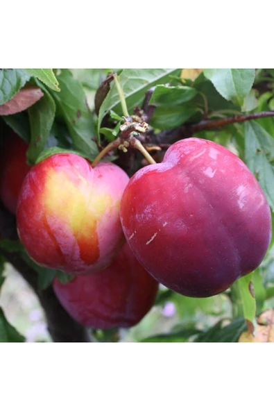 TAŞKAR PEYZAJ Fortune Erik Fidanı Aşılı ( 2 Yaş \ Tüplü \ 80-100 Cm ) ürün görseli