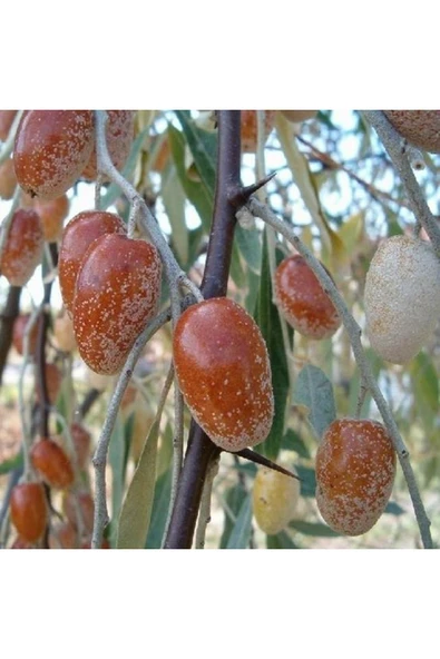 TAŞKAR PEYZAJ Anadolu Iğde Fidanı Aşılı (2 Yaş  Açıkköklü  70-100 cm ürün görseli
