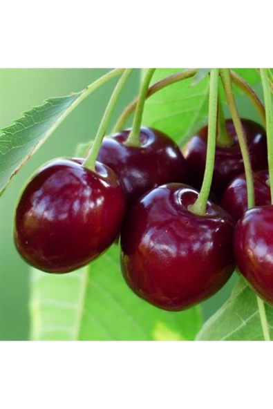TAŞKAR PEYZAJ Vista Kiraz Fidanı Aşılı ( Tüplü \ 80-100 Cm ) ürün görseli