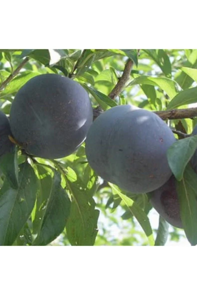 TAŞKAR PEYZAJ Black Daimond Erik Fidanı Aşılı ( 2 Yaş \ Tüplü \ 80-100 Cm ) - 1
