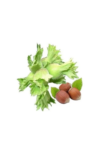 TAŞKAR PEYZAJ Uzun Fındık Fidanı ( Tüplü \ 30-50 Cm ) - 1