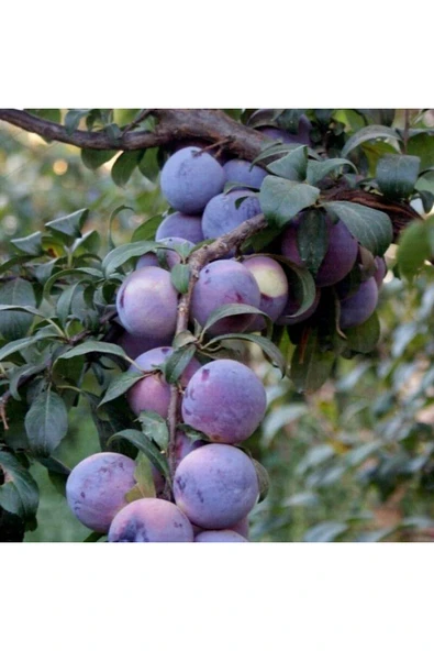 TAŞKAR PEYZAJ Anjelika Erik Fidanı Aşılı ( 2 Yaş \ Açık Köklü \ 80-100 Cm ) ürün görseli