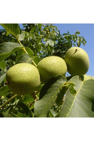 TAŞKAR PEYZAJ Howard Ceviz Fidanı Aşılı ( Tüplü \ 40-60 Cm ) ürün görseli