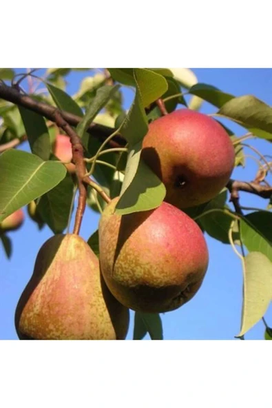 TAŞKAR PEYZAJ Etruşka Armut Fidanı Aşılı ( 2 Yaş \ Tüplü \ 80-100 Cm ) ürün görseli
