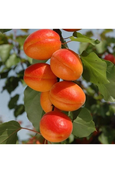 TAŞKAR PEYZAJ Perfect Red Kayısı Fidanı Aşılı ( 2 Yaş \ Açık Köklü ) 100 Cm ürün görseli