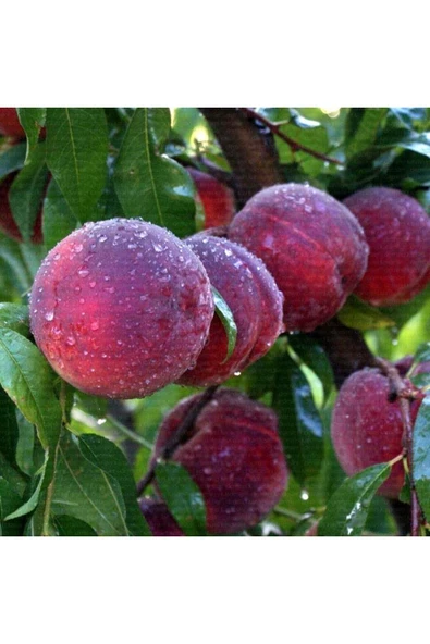 TAŞKAR PEYZAJ Cresthaven Şeftali Fidanı Aşılı ( 2 Yaş \ Açık Köklü \ 80-100 Cm ) ürün görseli