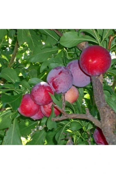 TAŞKAR PEYZAJ Pioneer Erik Fidanı Aşılı ( 2 Yaş \ Açık Köklü\ 80-100 Cm ) ürün görseli