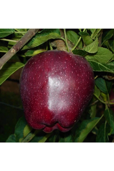 TAŞKAR PEYZAJ Arapkızı Elma Fidanı Aşılı ( Tüplü \ 80-100 Cm ) ürün görseli