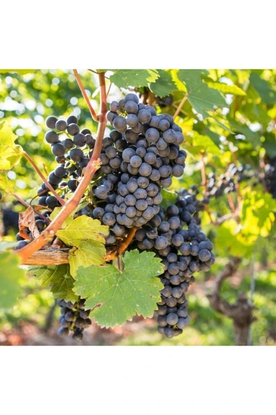 TAŞKAR PEYZAJ Trakya Ilkeren Üzüm Fidanı Tüplüdür ürün görseli