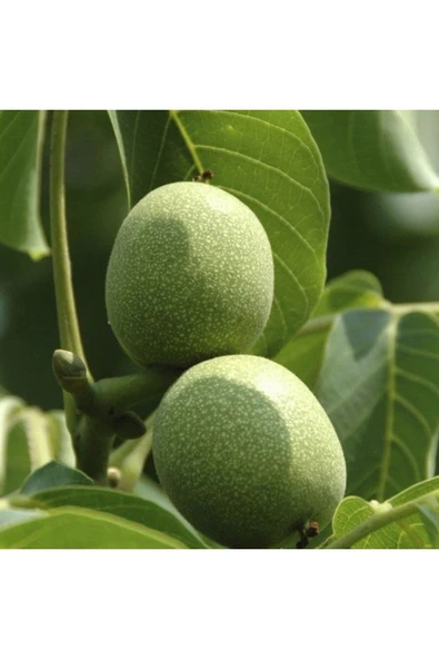 TAŞKAR PEYZAJ Yalova Ceviz Fidanı Aşılı ( Açık Köklü \ 60-80 Cm ) ürün görseli