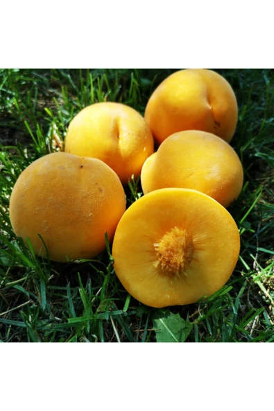 TAŞKAR PEYZAJ Sarı Şeftali Şeftali Fidanı Aşılı ( 2 Yaş \ Tüplü \ 80-100 Cm ) ürün görseli