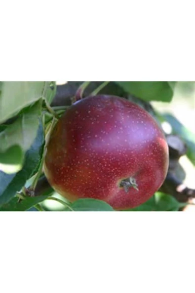 TAŞKAR PEYZAJ Arapkızı Elma Fidanı Aşılı ( 2 Yaş \ Tüplü \ 80-100 Cm ) ürün görseli