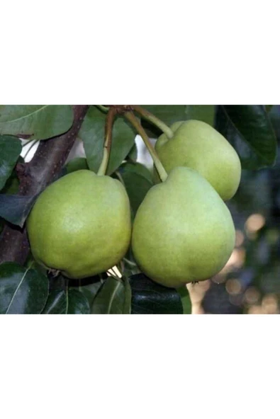 TAŞKAR PEYZAJ Bahribey Yazlık Armut Fidanı Aşılı ( 2 Yaş \ Tüplü \ 80-100 Cm ) ürün görseli