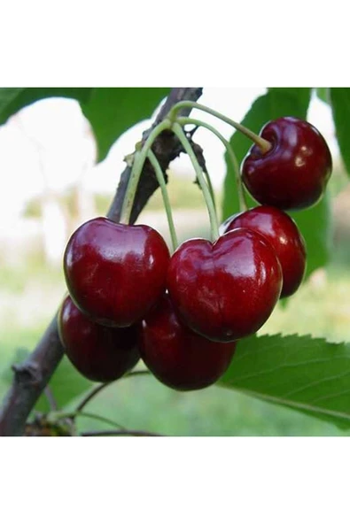 TAŞKAR PEYZAJ Bodur Napolyon Kiraz Fidanı ( Aşılı \ Açık Köklü - Bodur \ 30-50 Cm ) ürün görseli