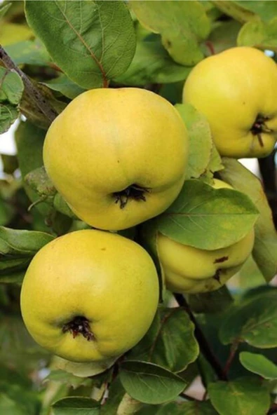 TAŞKAR PEYZAJ Adapazarı Eşme Ayva Fidanı Aşılı ( 2 Yaş \ Tüplü \ 80-100 Cm ) ürün görseli