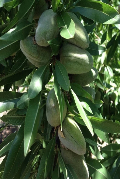 TAŞKAR PEYZAJ Bertina Badem Fidanı Aşılı ( Tüplü \ 80-100 Cm ) ürün görseli