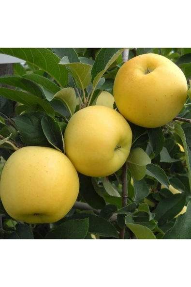 TAŞKAR PEYZAJ Golden Elma Fidanı Aşılı ( 2 Yaş \ Açık Köklü \ 80-100 Cm ) ürün görseli