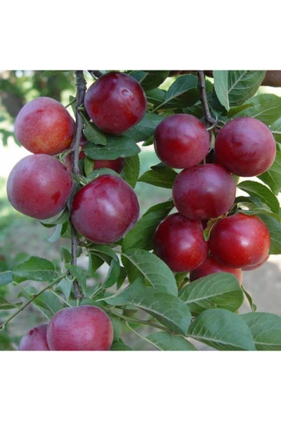 TAŞKAR PEYZAJ Havran Yazlık Erik Fidanı Aşılı ( 2 Yaş \ Tüplü \ 80-100 Cm ) ürün görseli