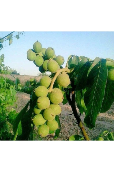 TAŞKAR PEYZAJ Alltay Ceviz Fidanı ( 2 Yaş - Tüplü ) 40-60 Cm ürün görseli