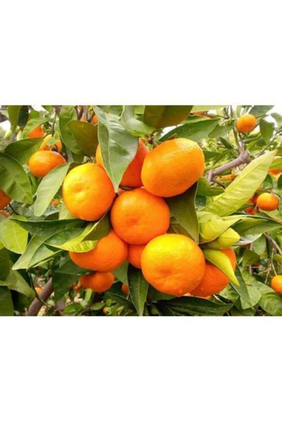 TAŞKAR PEYZAJ Mandalina Fidanı ( Aşılı ) - Tüplü 80-100 Cm ürün görseli 1