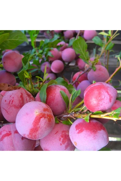 TAŞKAR PEYZAJ Red Beauty Erik Fidanı Aşılı ( 2 Yaş \ Tüplü \ 80-100 Cm ) ürün görseli