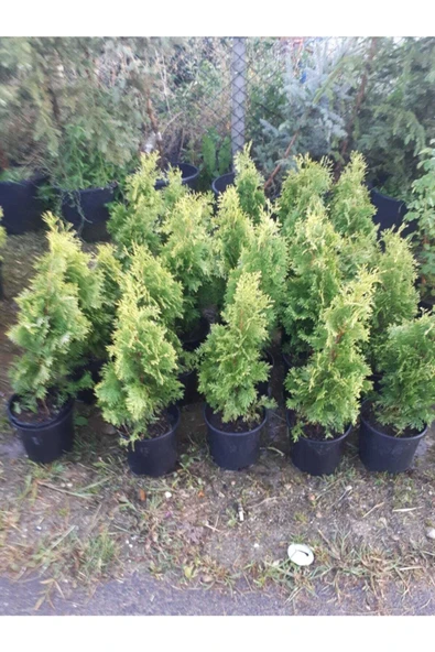 TAŞKAR PEYZAJ Mazı Çamı ( 40 - 50 Cm ) ürün görseli