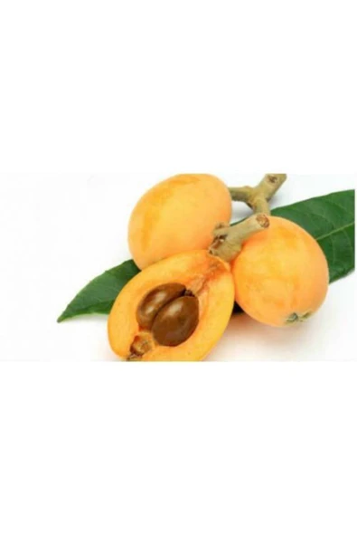 TAŞKAR PEYZAJ Yeni Dünya (malta Eriği) Fidanı ( 2 Yaş ) ürün görseli