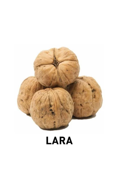 TAŞKAR PEYZAJ Lara Ceviz Fidanı Aşılı ( Tüplü \ 40-60 Cm ) - Resim 2