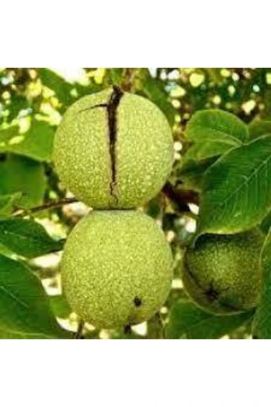 TAŞKAR PEYZAJ Lara Ceviz Fidanı Aşılı ( Tüplü \ 40-60 Cm ) ürün görseli