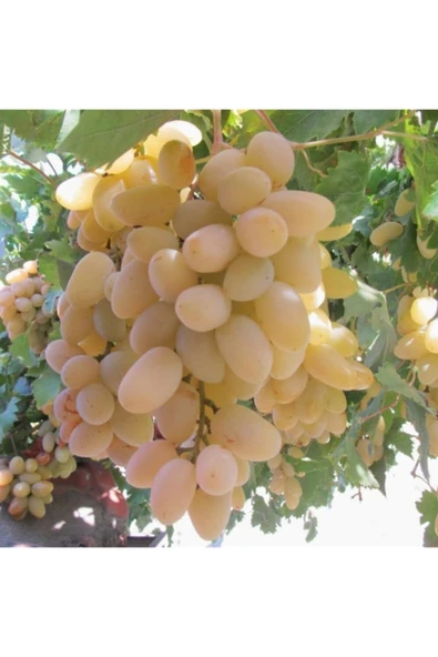 TAŞKAR PEYZAJ Razaki Üzüm - Asma Fidanı 30-50 Cm ) ürün görseli