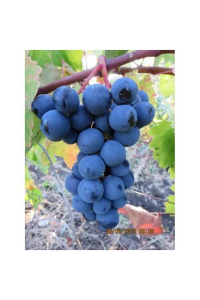 TAŞKAR PEYZAJ Alphonse Iri Siyah Üzüm - Asma Fidanı ( 30-50 Cm ) ürün görseli