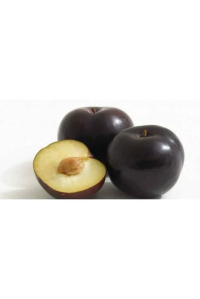 TAŞKAR PEYZAJ Black Amber Erik Fidanı Aşılı ( 2 Yaş \ Tüplü \ 80-100 Cm ) - 1