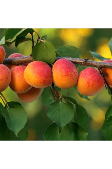 TAŞKAR PEYZAJ Vitillo Kayısı Fidanı Aşılı ( 2 Yaş \ Tüplü \ 80-100 Cm ) ürün görseli