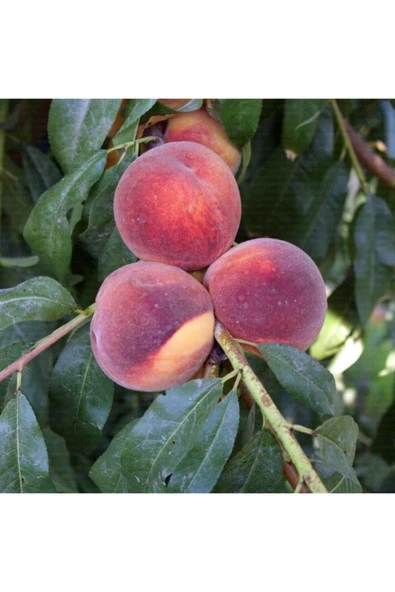 TAŞKAR PEYZAJ Cresthaven Şeftali Fidanı Aşılı ( 2 Yaş \ Tüplü \ 80-100 Cm ) ürün görseli