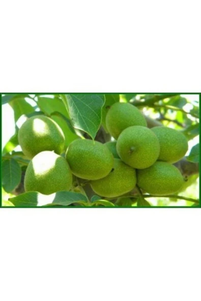 TAŞKAR PEYZAJ Şebin Ceviz Fidanı ( 2 Yaş - Tüplü ) 40-60 Cm ürün görseli